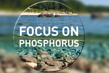 An algae-covered beach and the words Focus on Phosphorus