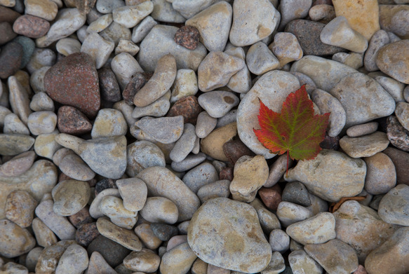 A red maple leaf laying on a stony beach