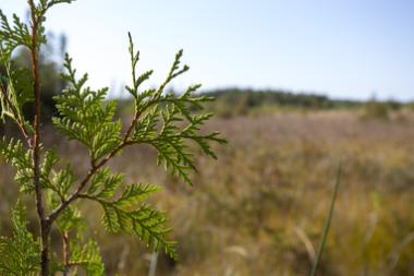 Cedar bough