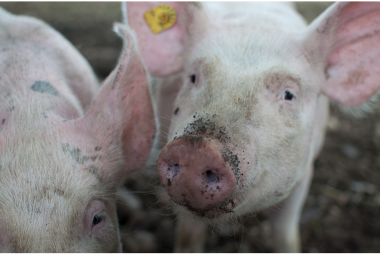 Two pigs in the mud. 